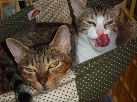 我が家のペット 猫