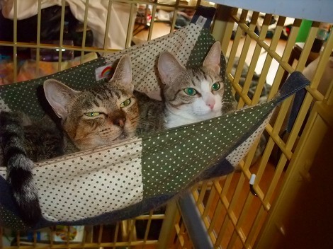 我が家のペット 猫