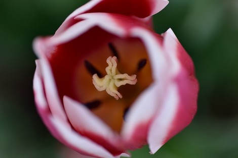 TAMRON SP AF90mm F2.8 MACRO 172E