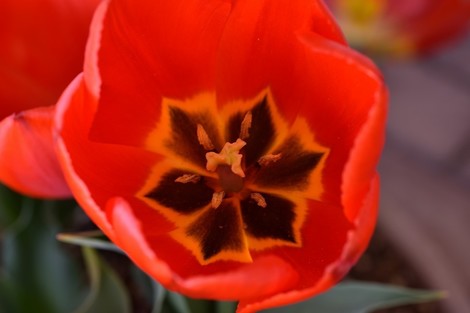 TAMRON SP AF90mm F2.8 MACRO 172E