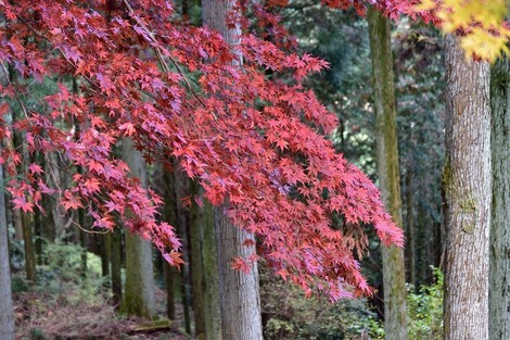  TAMRON(^)@SP 70-300mm F/4-5.6 Di VC USD (Model A005) ŎBe