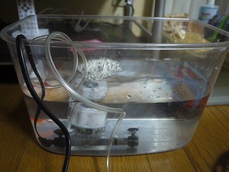 隔離した金魚